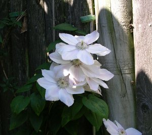 Closeup of a cluster of white clematis
