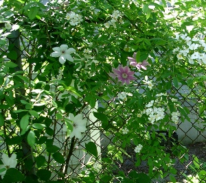 Wild rose bush intertwined with clematis
