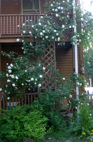 Climbing rose
