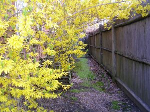 Forsythia arching naturally over a moss path.
