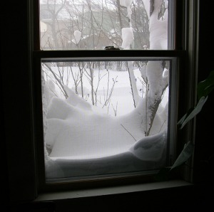 Inside looking through window at snow-covered trees and bushes.
