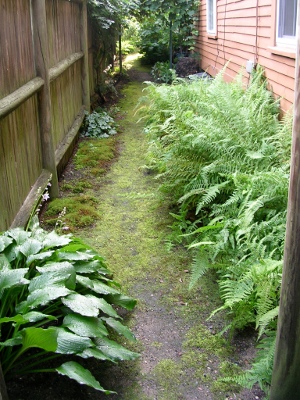 Narrow moss path with ferns, hosta, and in, the background, grape vine on an arch.