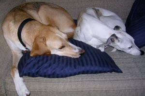 Greta and Duchess asleep on couch