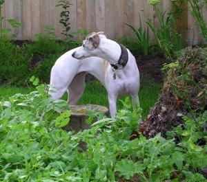 Greta in yard looking beautiful