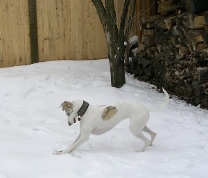 Greta pouncing in the snow