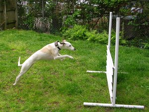 Greta jumping the obedience competition high jump