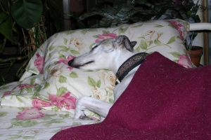 Greta asleep under blanket