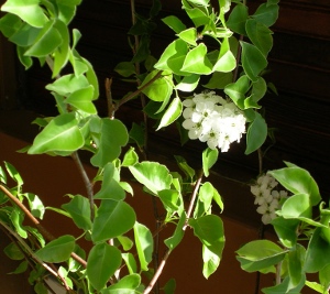 White flower that looks like an apple or pear blossom