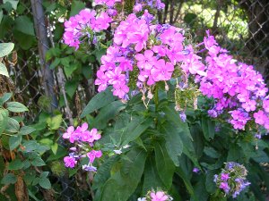 Close-up of tall pink phlox.