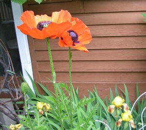 Two bright orange poppies with more buds ready to bloom among the yellow iris